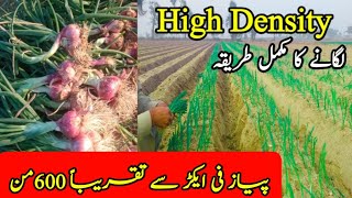 Onion|Payaz| Crop high Density| Advanced Farming Technology Taj zari Farm Pakistan