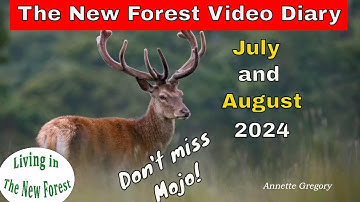 The New Forest Video Diary - July and August #newforest