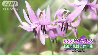 カタクリの花が見ごろ　150万株以上　栃木・佐野市(15/03/28)