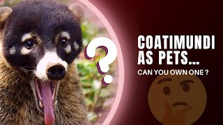 CAN YOU OWN COATIMUNDI AS PETS? What It’s Like to Own One
