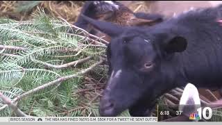 From Feeding It to Goats to Recycling, Here's What to Do With Your Christmas Tree | NBC10