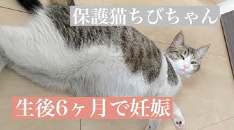 猫妊娠 Youtube