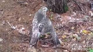 Hawk Broken Wing Chase and Enclosure