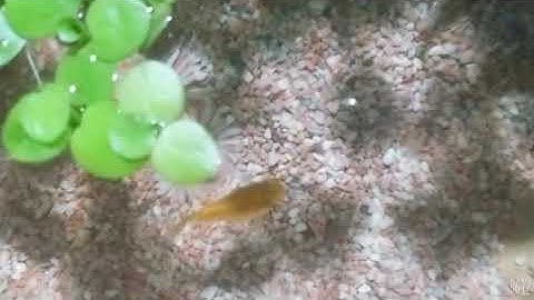 Cận cảnh quá trình cá Bình Tích sinh sản.
