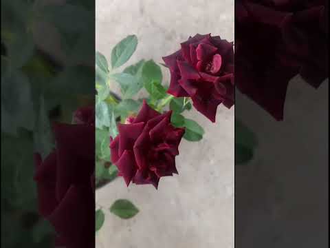 Vídeo: Rosas da Borgonha - flores reais