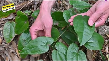 Vì sao nó được gọi là cây dâm dương hoắc... và tại sao nó quý như vậy