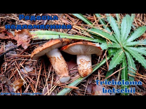 Рядовка надломленная - cъедобный гриб | Tricholoma batschii