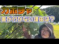カボチャの花は着くのに実がなりません