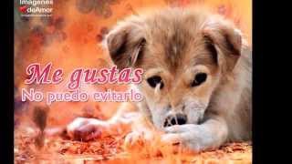 15 Imágenes de perritos con frases de amor súper tiernas