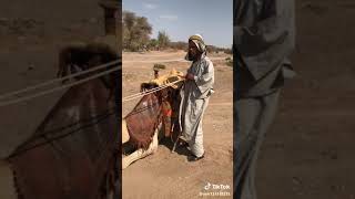 ركوب الجمل السوداني