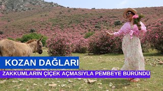 Kozan dağları zakkumların çiçek açmasıyla pembeye büründü.