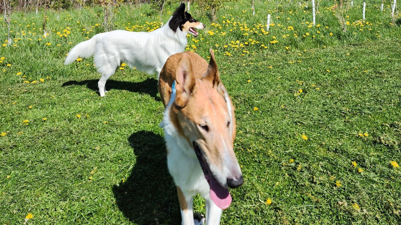 Smooth Collie and Rough Collie Fall Autumn Ravine Nature Walk