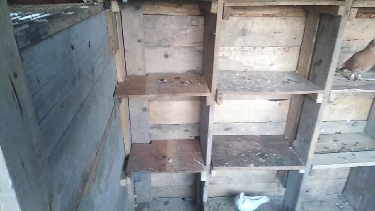 AM TERMINAT CRESCĂTORIA(voliera)