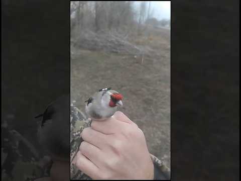 Video: Goldfinch - zangvogel