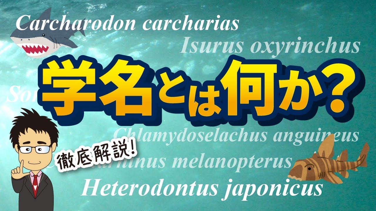 【生き物好き必見】学名とは何か？図鑑などでよく見る、あのよく分からない名前について解説！