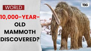 Ancient Mammoth Remains Discovered in Bulgaria After Danube River Reaches Record Low Levels