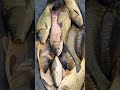 Платная рыбалка 😄 Отдых с рыбалкой Picada dos peixes सही मछली पकड़ना