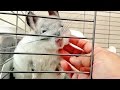 チンチラの可愛い表情 Pretty face of a chinchilla