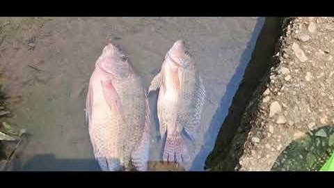 đi bắt cá suối và hái rau dớn rừng.