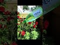 Can this MEOW bottle get beat 30K Views - bottle #131