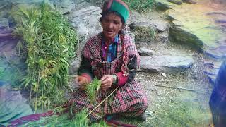 THAKUR+WEED Visiting the Himachal 
Creating BHANG HASISH