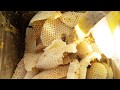 벌집 밀랍 만드는 과정