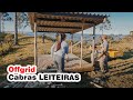 Construção do Telhado do CURRAL DAS CABRAS + LEVANTANDO AS PAREDES de madeira