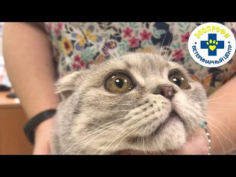 КАКИЕ МОГУТ БЫТЬ ПОСЛЕДСТВИЯ ПРИ НЕГРАМОТНОМ РАЗВЕДЕНИЯ ПОРОДИСТЫХ КОШЕК?