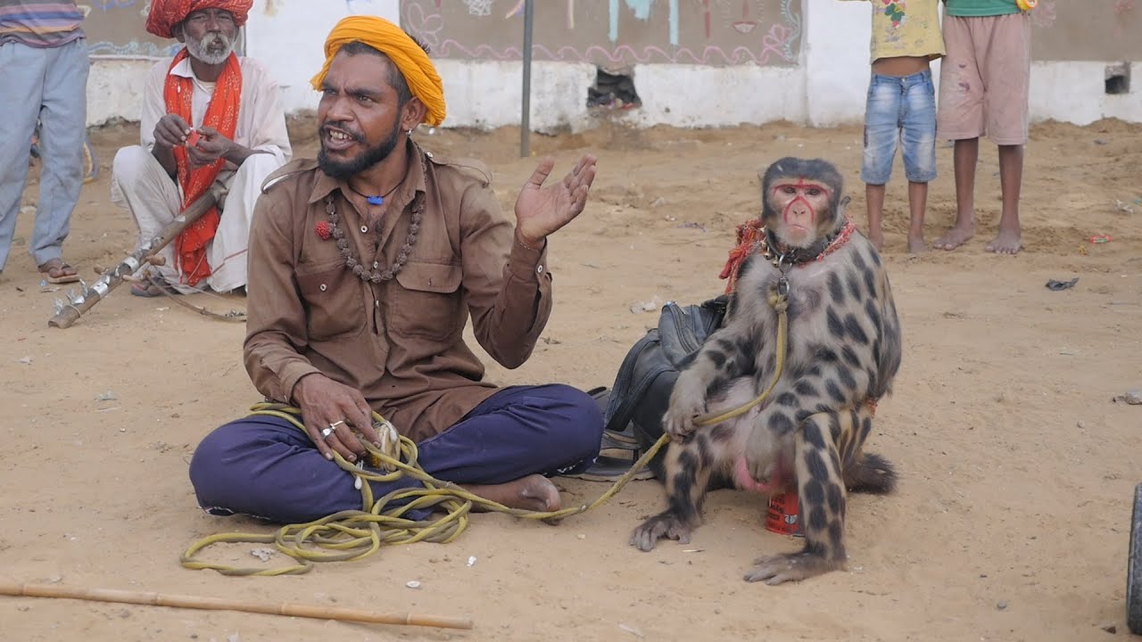 Monkey Dance Funny Video || Bandar ka Khel || बंदर का खेल || Monkey