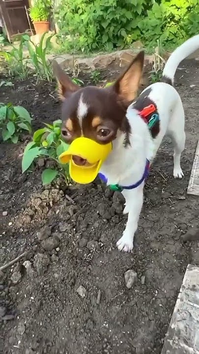 Силиконовый намордник для мелких пород собак ,, УТОЧКА ‘’ ! #собака # ...