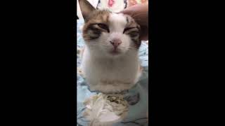 Cat Suddenly Fall Asleep - 9GAG