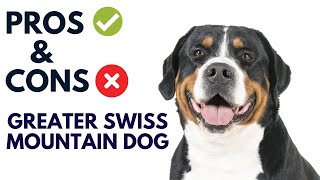 Greater Swiss Mountain Dog Breed Pros and Cons | Swissy Dog Advantages and Disadvantages