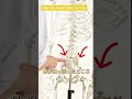 【30秒!】骨盤の歪みを自分で整える#shorts
