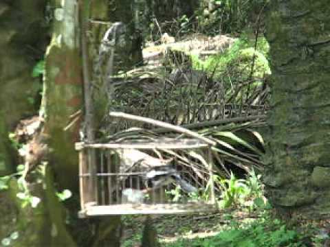 murai cacing mie(suara merdu).avi