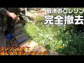 庭池でのクレソン栽培はやめることにしました＆メダカビオトープの水替え、ナガバオモダカの植え付け＆水中の金魚たち。