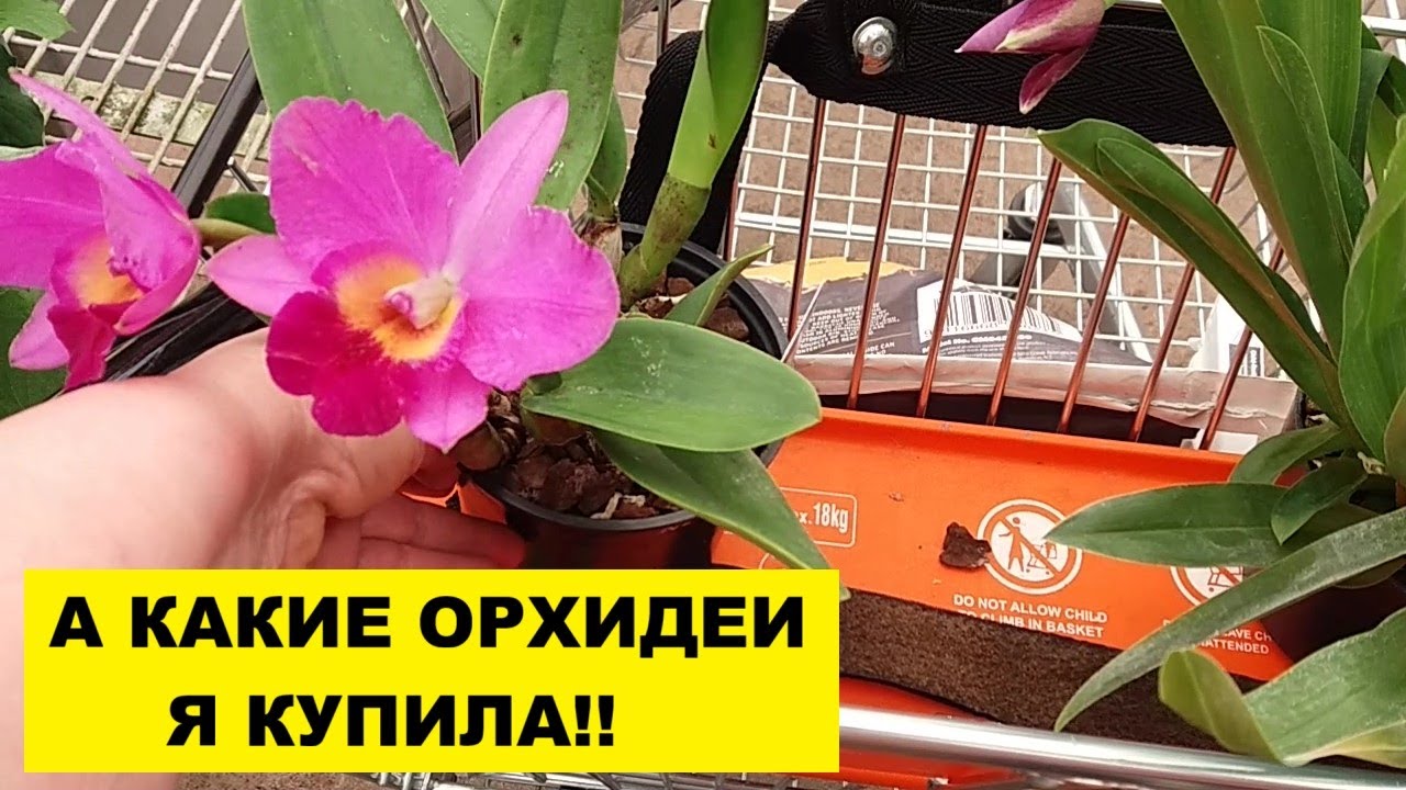 А КАКИЕ РЕДКИЕ ОРХИДЕИ Я КУПИЛА!?