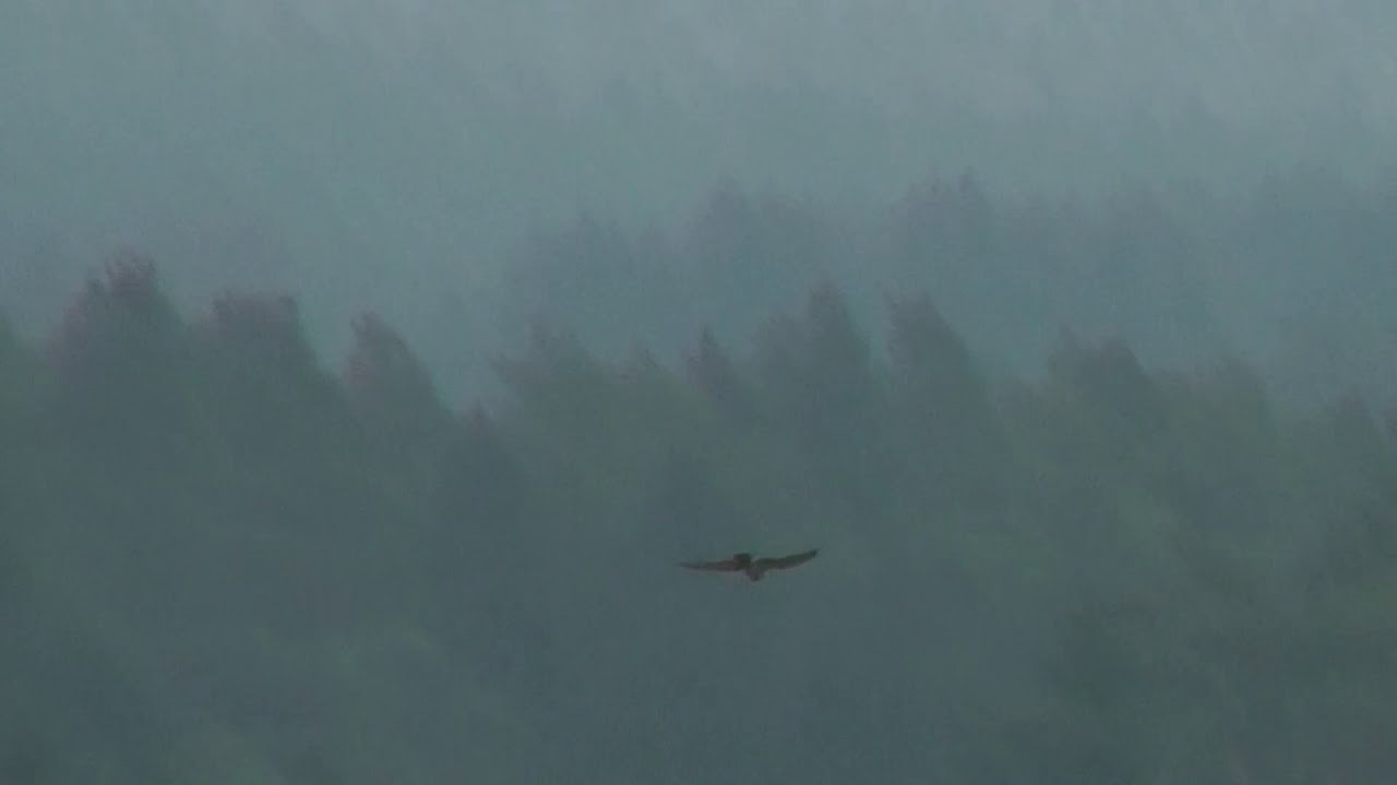 Kleiner Vogel Steht In Der Luft Ein Vogel steht in der Luft - YouTube