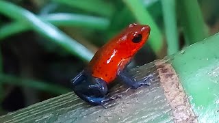 Blue Jeans Poison Frog call
