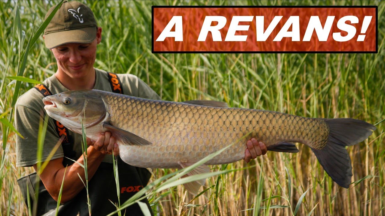 KAPITÁLIS bányatavi AMUROK DOBÓS módszerrel 💎 - Modern ponty (és amur) horgászat (3. rész)⚡🐳