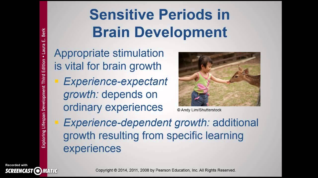 physical develpment in infancy and toddlerhood part 1 youtube experience expectant brain growth