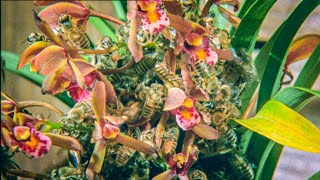 Japanese Bees Swarm Orchid | Buddha Bees and The Giant Hornet Queen | BBC Earth