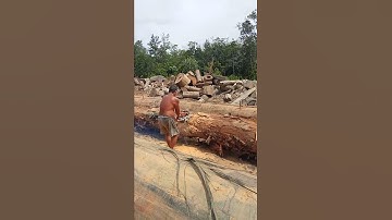 the process of cutting large wood with a chainsaw gear #shorts