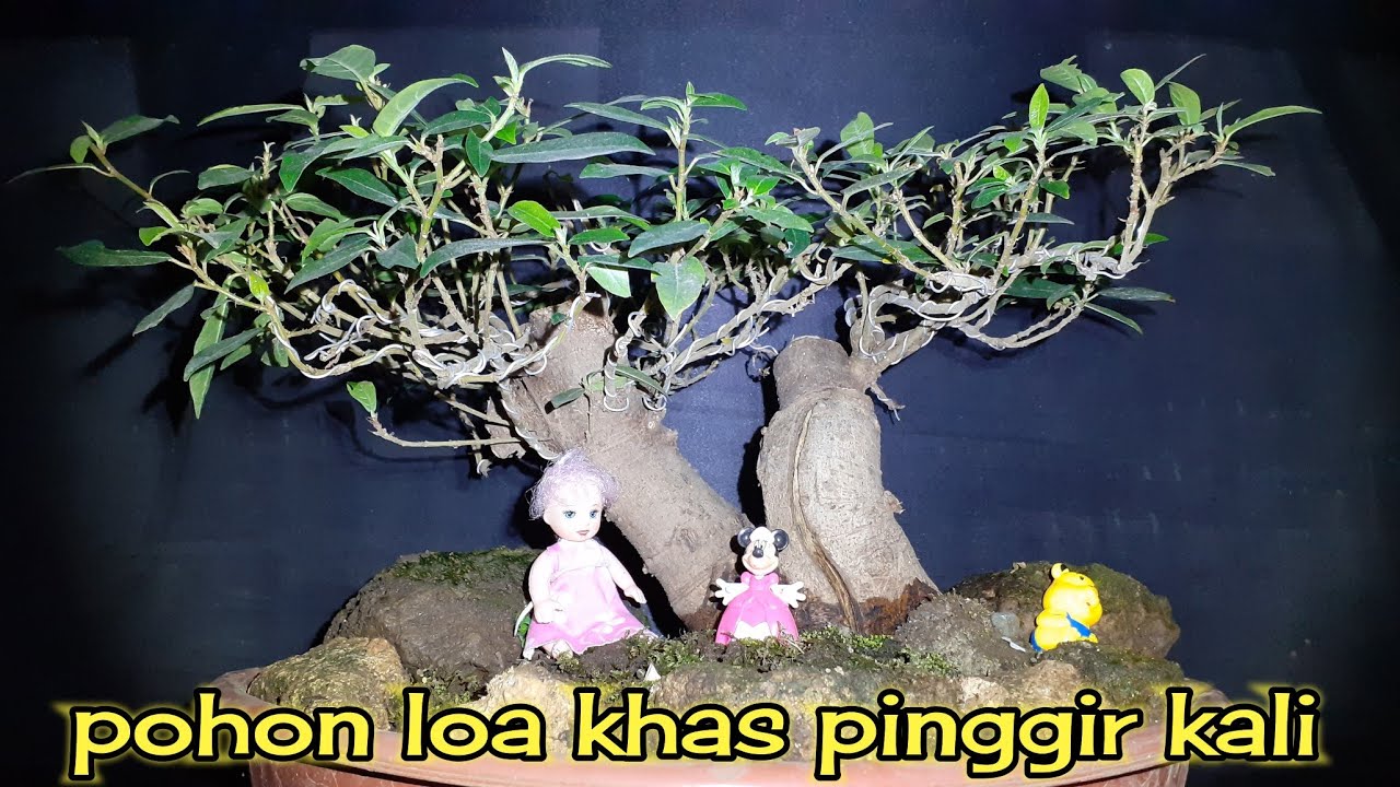  Bonsai pohon loa  atau lo YouTube