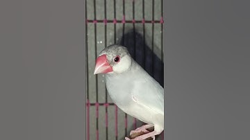 Java good birds #java #javascript #birds #shorts #trending #subscribe #india #viralvideo #youtube