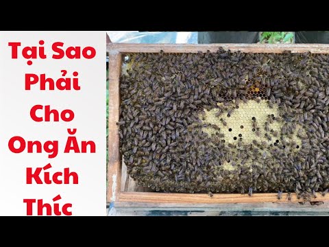 Video Kỹ Thuật Nuôi Ong Vụ Thu Đông|Tại Sao Phải Cho Ong Ăn... - youtube