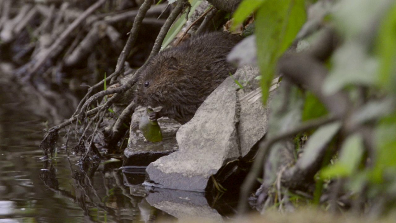Slow motion clip of a water vole (Arvicola amphibius) swimming to the shore and feeding, UK