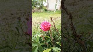 ফুলের মতো মনটাকে পবিত্র কর, জুম্মা মোবারক #shortvideo #shorts #short #jummamubarak #jumma