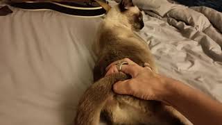 (Short) How To Relieve A Cat In Heat.  Finger Cat Butthole, sorta