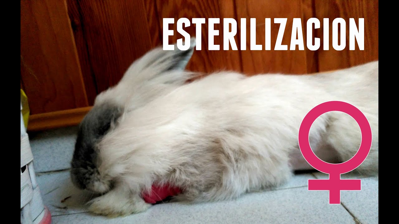 Esterilización de una coneja (parte 2)