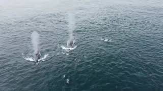 The day a Whale hit a Grady White and knocked a guy out of the boat!